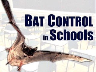 smallbatschool
